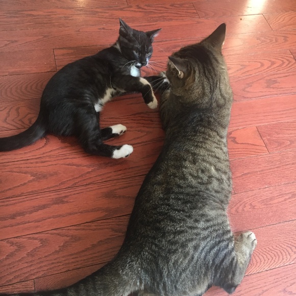 Meet your Posher, Tanya - Picture 1 of 1